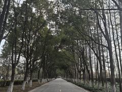-上海鲜花港