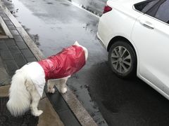 -宠福鑫康馨动物医院·骨科·眼科