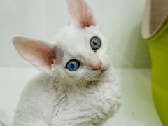 -青奢宠物·青奢猫舍