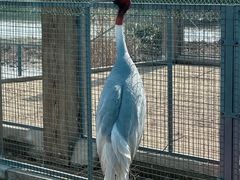 -盐城丹顶鹤湿地生态旅游区