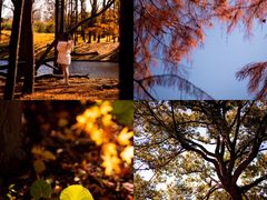 -上海共青森林公园