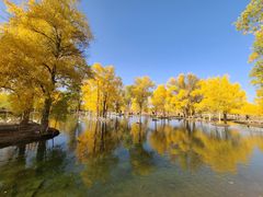 -金塔沙漠胡杨林景区