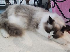 -这儿没有猫·猫咖萌宠馆·撸猫