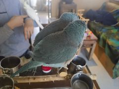-吉丁鸟咖·异宠·寄养