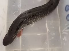 -煲来饱去冷水鱼