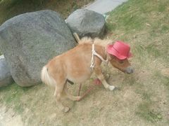 -泉州海丝野生动物世界