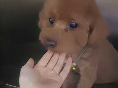 -佳雯宠物医院·皮肤科·内外科(春晓路分院)