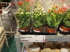 -宜家家居(哈尔滨商场店)