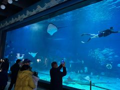 -烟台海昌鲸鲨海洋公园