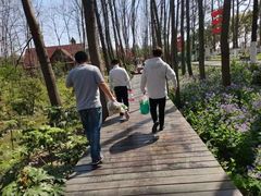 -合肥滨湖国家森林公园