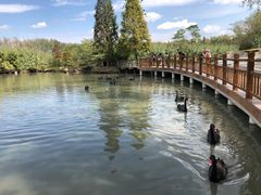 -溱湖国家湿地公园