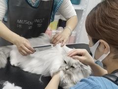 -山宅一喵德文卷毛猫舍