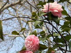 -武汉大学-樱园