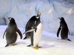 -芜湖新华联大白鲸海洋公园