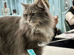 -安格丽娜·狗咖·猫咖羊驼咖(春熙路百盛商场店)