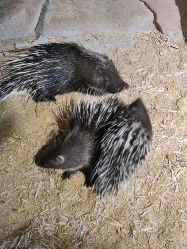 -酷嗒动物文化乐园(cutezoo西溪乐天城店)