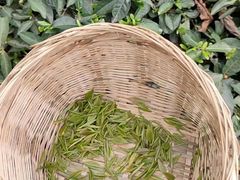 -鲜椒鱼·雅安地标性美食