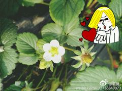 -甜心庄园·甜心草莓采摘园(西青中北店)