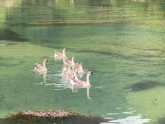 -靖西鹅泉风景区