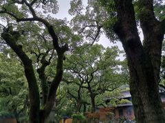-普陀山风景名胜区-法雨禅寺