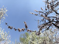 -桃花堤公园