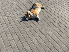 -老四川平头酸菜鱼(衙前店)