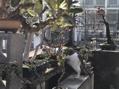 -玉苍山国家森林公园