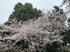-武汉大学-樱园