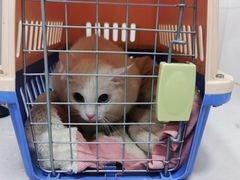 -安安宠物医院(情缘分院)