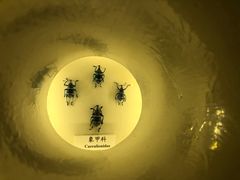 -上海大自然野生昆虫馆(东方明珠·爬宠昆虫探索中心)