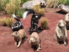 -陕西自然博物馆