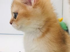 -1013 PET SHOP精品宠物商店(丁香店)