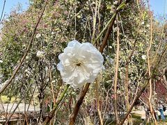 -桃花涧