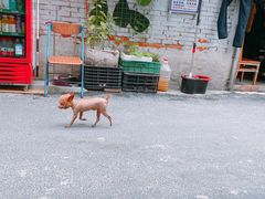-南门黄孃甜不辣