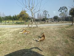 -上海野生动物园