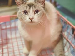 -猫色咖啡·猫咖
