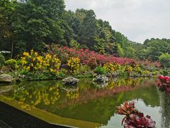 -深圳仙湖植物园