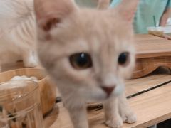 -楼上猫咖(罗湖店)
