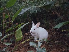 -金鸡湖桃花岛