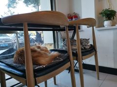 -平行世界·猫咖(首经贸店)