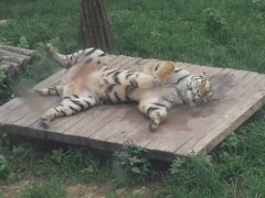 -大连森林动物园