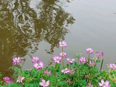 -枫林花海