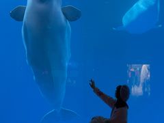 -海合安成都极地海洋公园