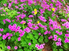 -大兴滨河森林公园