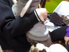 -李小姐の猫咖啡馆(五角场店)