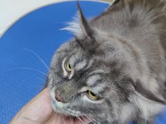 -佳雯宠物医院·皮肤科·内外科(春晓路分院)