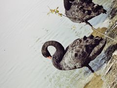 -长兴太湖图影湿地文化园