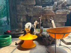 -石家庄市动物园