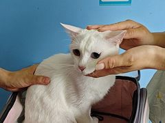 -瑞派福兴宠物医院犬猫全科·骨科·中西医结合(河东店)