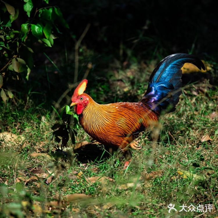 鲸鱼们都会浮出水面换气，再次下潜的时候，就能照到尾鳍